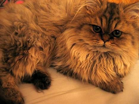 Perser Juicy De Montespan billede 5