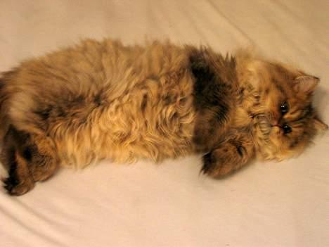 Perser Juicy De Montespan billede 6