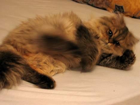 Perser Juicy De Montespan billede 7