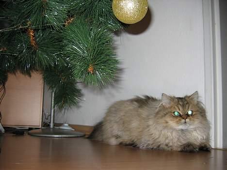 Perser Juicy De Montespan billede 8