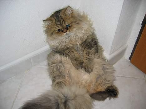 Perser Juicy De Montespan billede 9