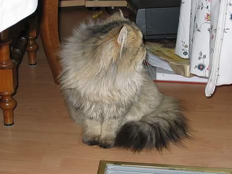 Perser Juicy De Montespan billede 10