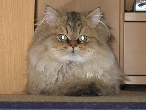 Perser Juicy De Montespan billede 11