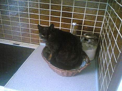 Blanding af racer gamling billede 2