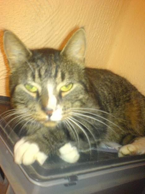 Huskat August billede 2