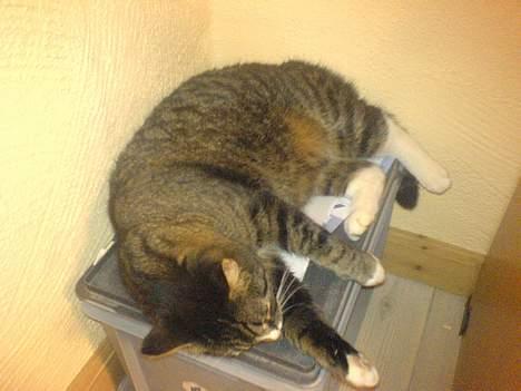 Huskat August billede 3