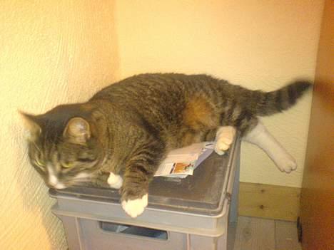 Huskat August billede 4