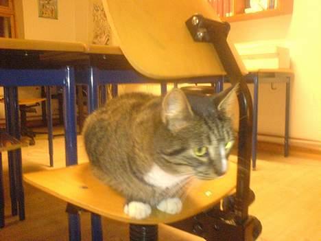 Huskat August billede 5