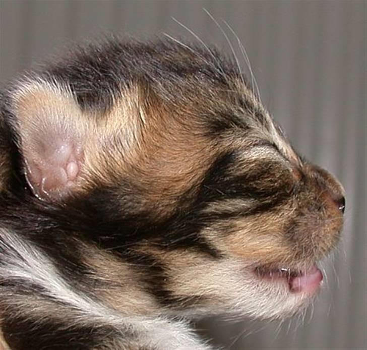 Maine Coon Doanto's Gilbert Grape - Cody, halvanden uge gammel :o) billede 9