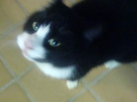 Huskat Sorte billede 16