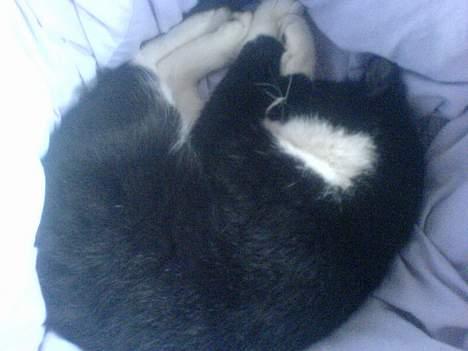 Huskat Sorte billede 18