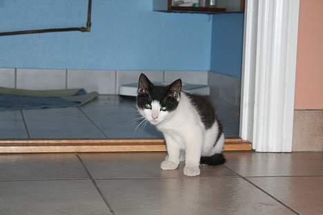 Huskat Yrsa(Batman)† billede 1