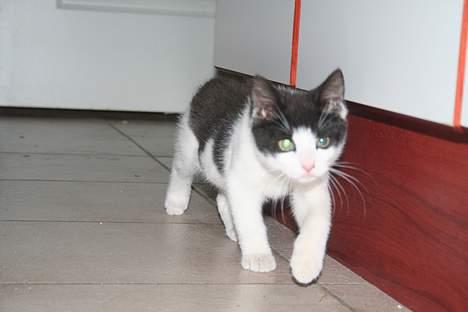 Huskat Yrsa(Batman)† billede 2