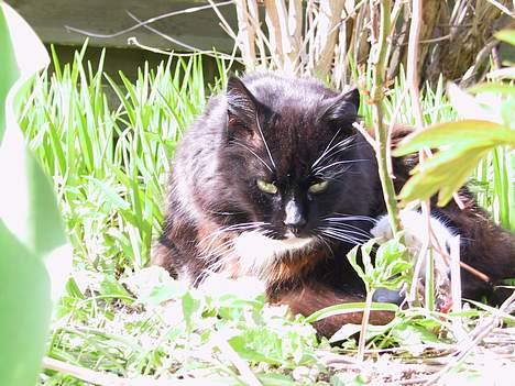 Blanding af racer Totte (Død...) billede 1