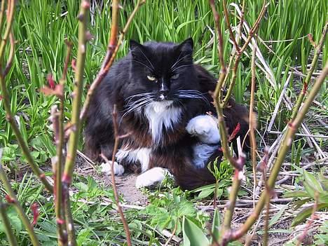 Blanding af racer Totte (Død...) billede 2