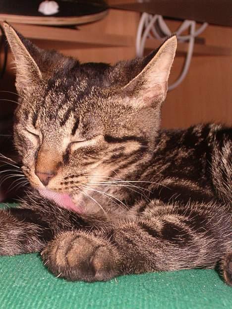 Huskat Julle *1/5 06 - 7/2-07* - så sover hun igen eller gør hun? billede 11