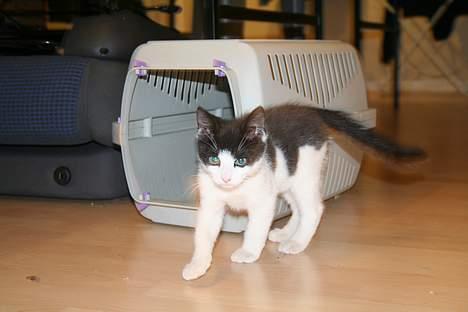 Huskat Yrsa(Batman)† billede 3