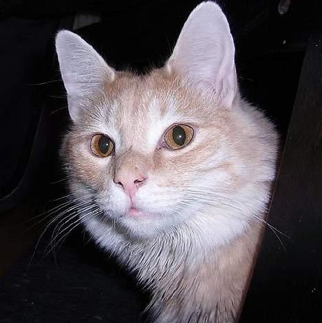 Norsk Skovkat Westerberg´s Wilbur - Bøh billede 4