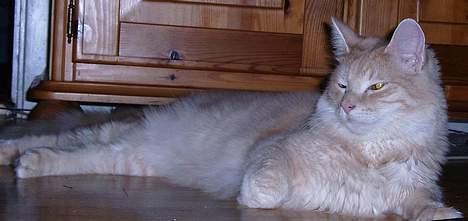 Norsk Skovkat Westerberg´s Wilbur billede 5