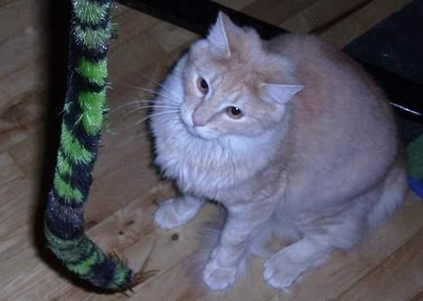 Norsk Skovkat Westerberg´s Wilbur billede 6