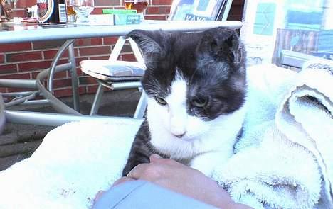 Huskat Hannibal - Sådan ser man ud, når man lige er blevet kastereret og øretatoveret billede 5