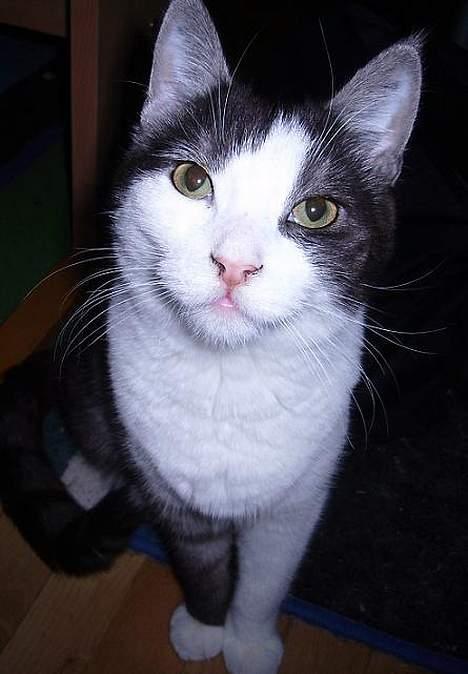 Huskat Hannibal billede 6