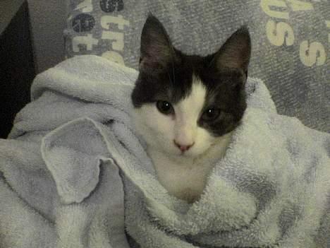 Huskat Hannibal billede 7