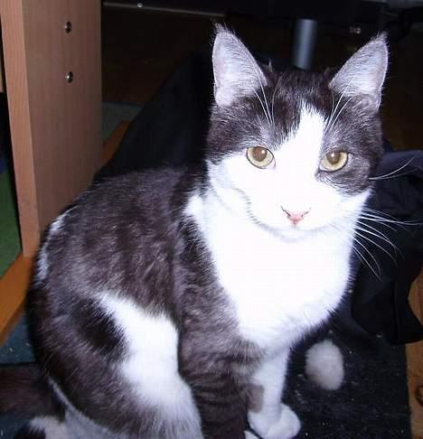 Huskat Hannibal billede 8