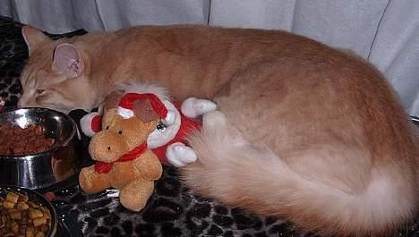 Norsk Skovkat Westerberg´s Wilbur - Til udstillingen d. 10/12 billede 7