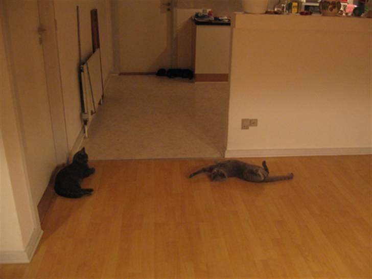 British Shorthair Alrune billede 17