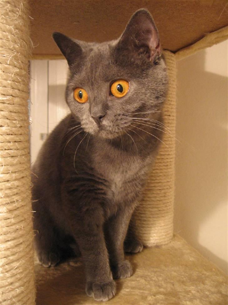 British Shorthair Alrune billede 18
