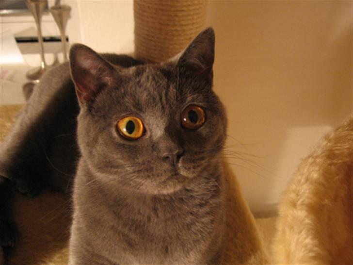 British Shorthair Alrune billede 19