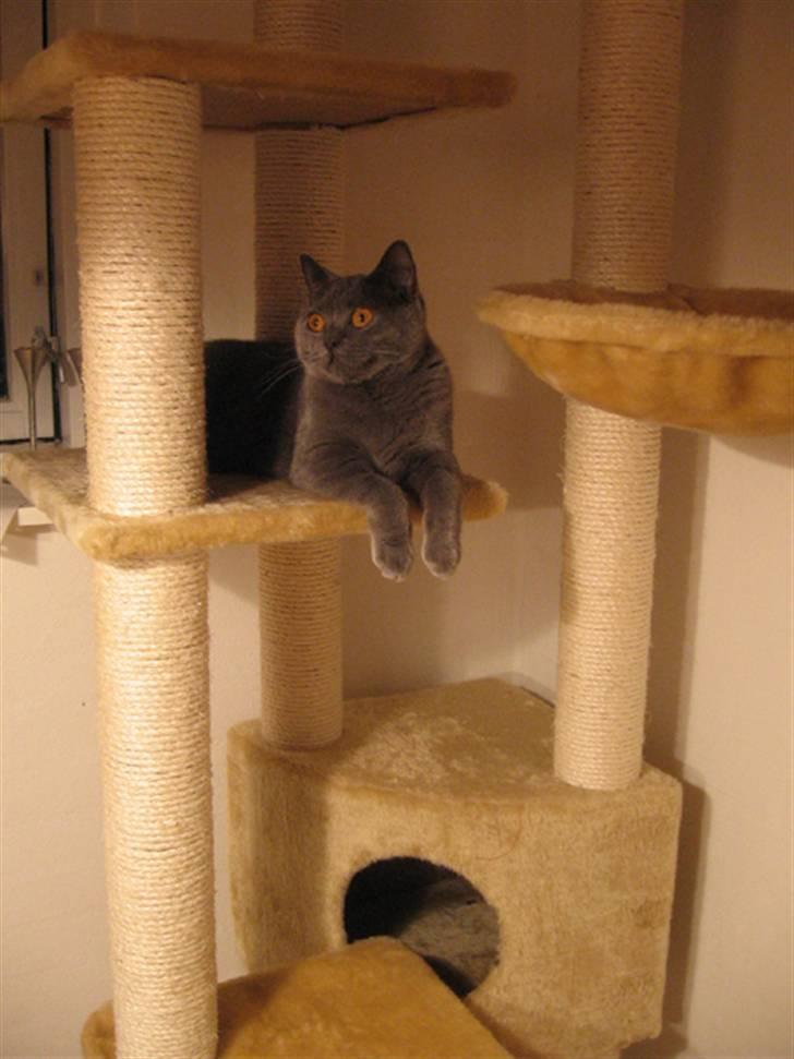 British Shorthair Alrune billede 20