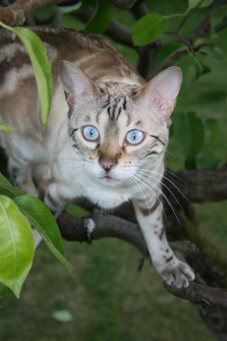 Bengal  Sesse *IP* - Sesse i vores lille pærer træ.. billede 7