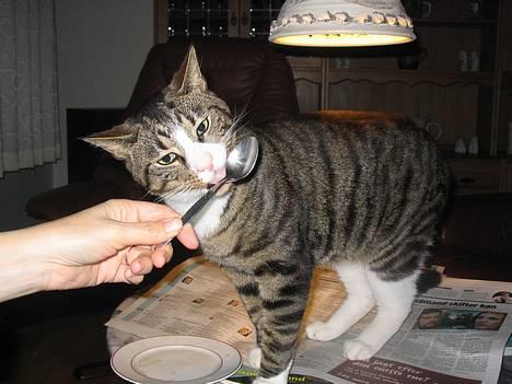 Huskat Oliver - Oliver elsker is :) billede 1