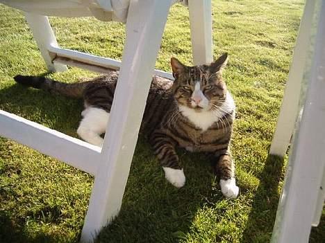 Huskat Oliver - Iiih min kongelige mis :) billede 2