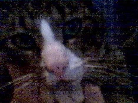 Huskat Oliver - Så kær :) Hvem kan modstå ham? ;) billede 3