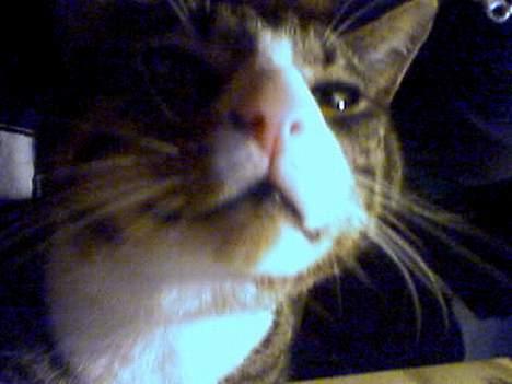 Huskat Oliver - Uuuh hvad er det? billede 4