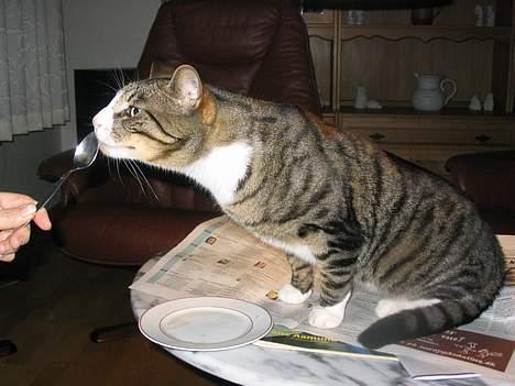 Huskat Oliver - Sååå flot <3 billede 6