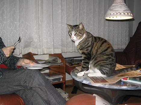 Huskat Oliver - Lidt royal er man vel altid? :P billede 7