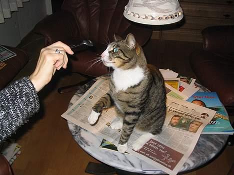 Huskat Oliver - Vil han puffe til den? billede 8