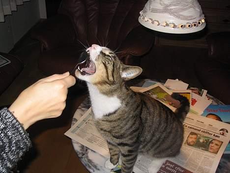 Huskat Oliver - Farlig tigermis ;) billede 9