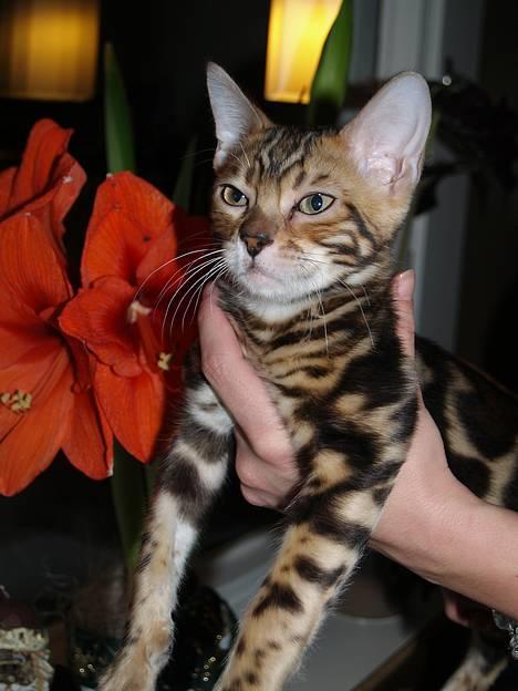 Bengal Leopardette´s Leo billede 1