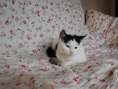 Blanding af racer Miss Malou† billede 8