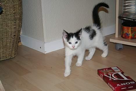 Blanding af racer Miss Malou† billede 9