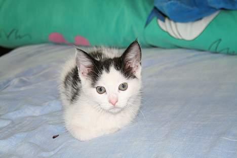 Blanding af racer Miss Malou† billede 10