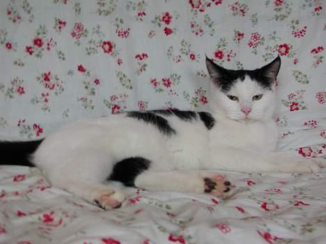 Blanding af racer Miss Malou† billede 11