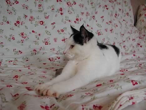 Blanding af racer Miss Malou† billede 12