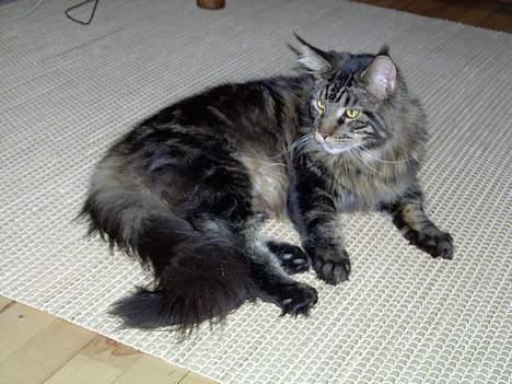 Maine Coon Samson billede 1