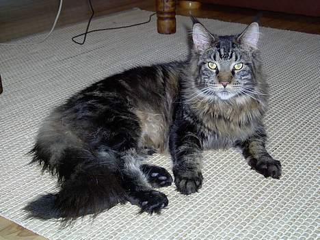 Maine Coon Samson billede 2